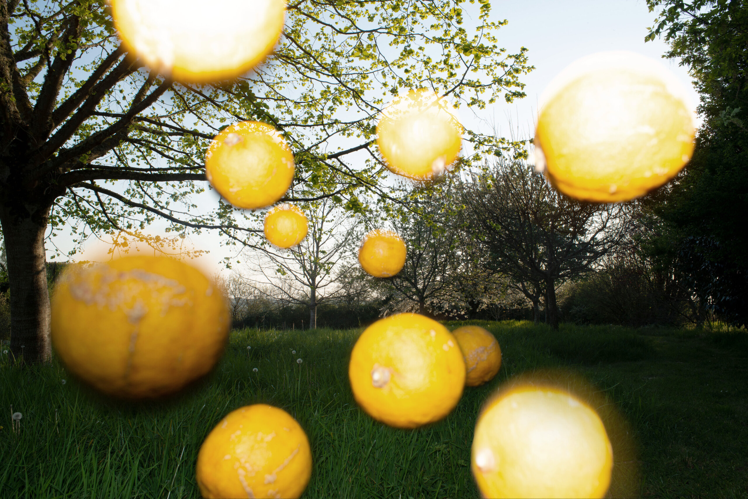 estelle-hanania-les-citrons-delpire-co