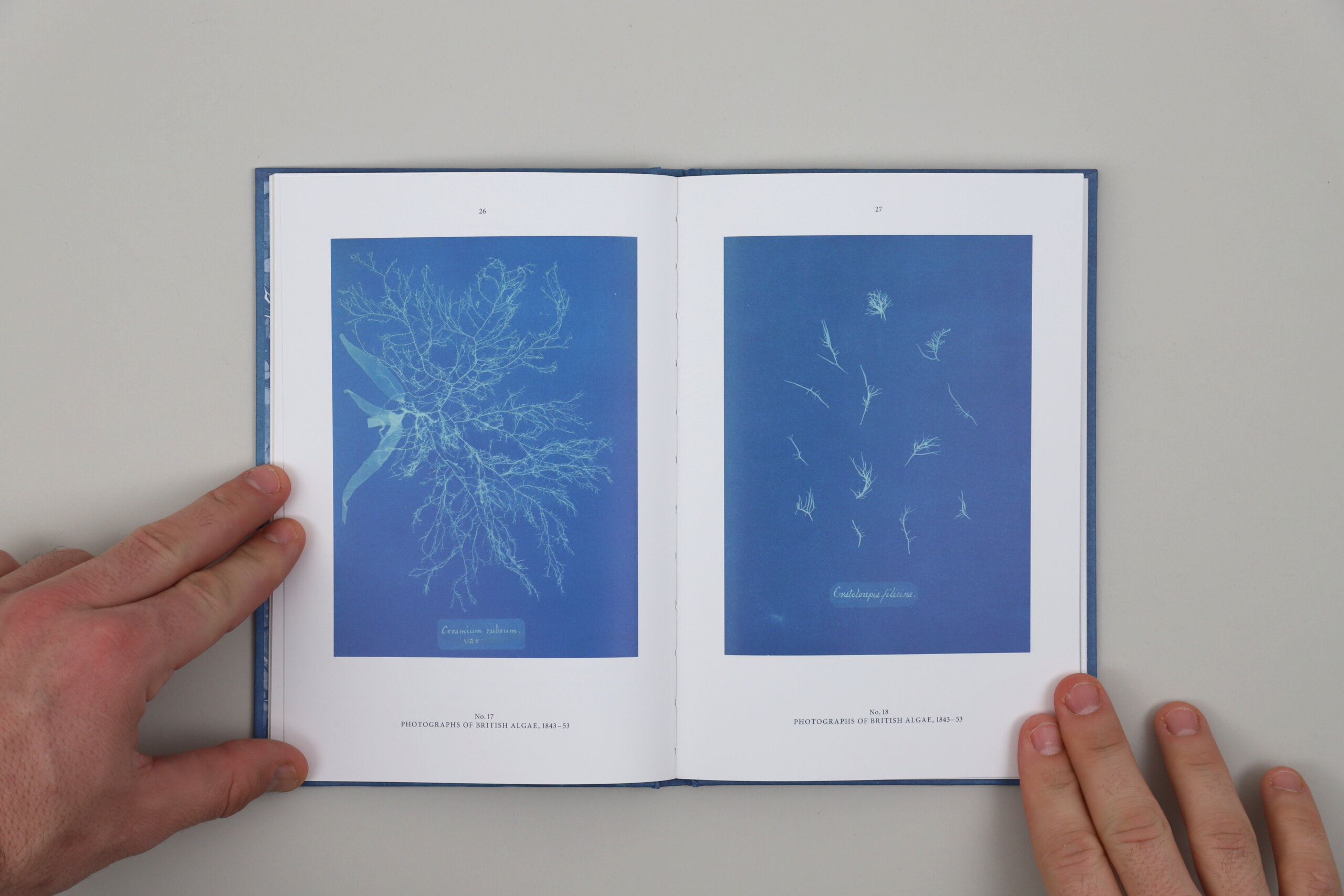 Blue-Prints-Anna-Atkins-Hirmer-visuel-1