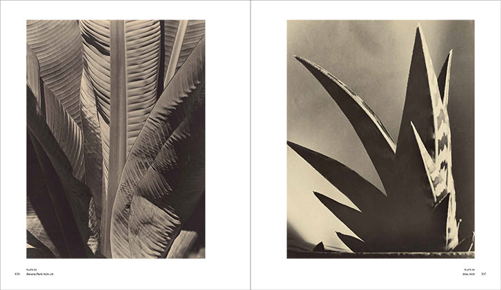 Imogen-cunningham-a-retrospective-Paul-Martineau-Getty-Museum-visuel-2