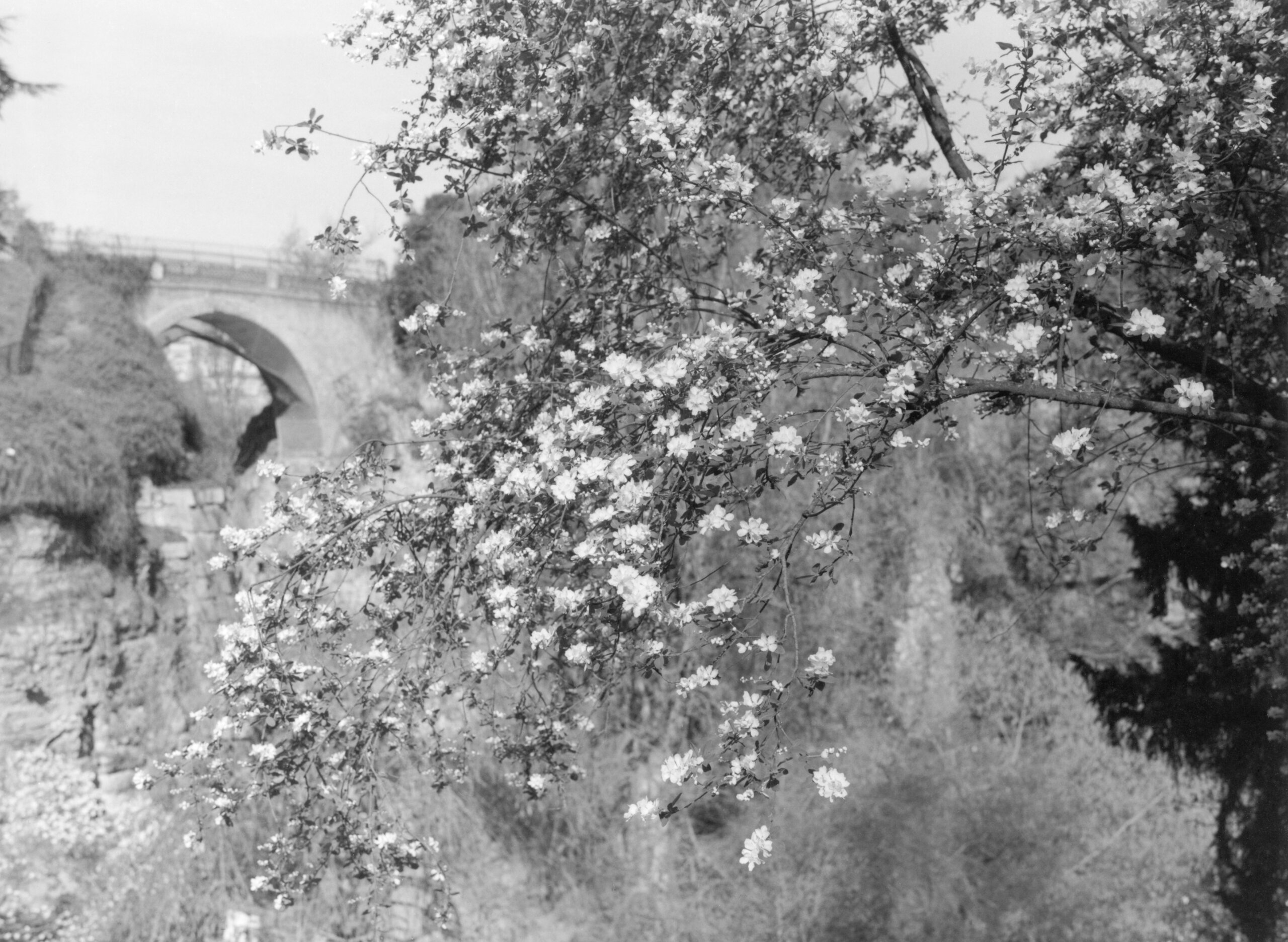 Thomas Boivin, Parc des Buttes-Chaumont, Belleville, 2017