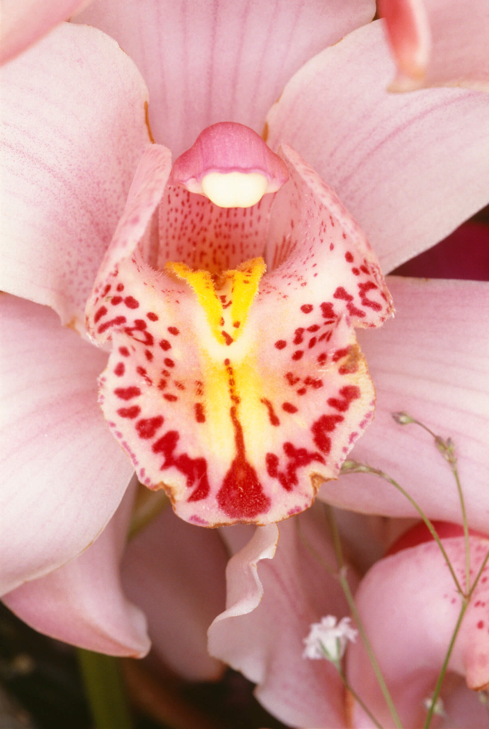 Nobuyoshi Araki Untitled Flower1985