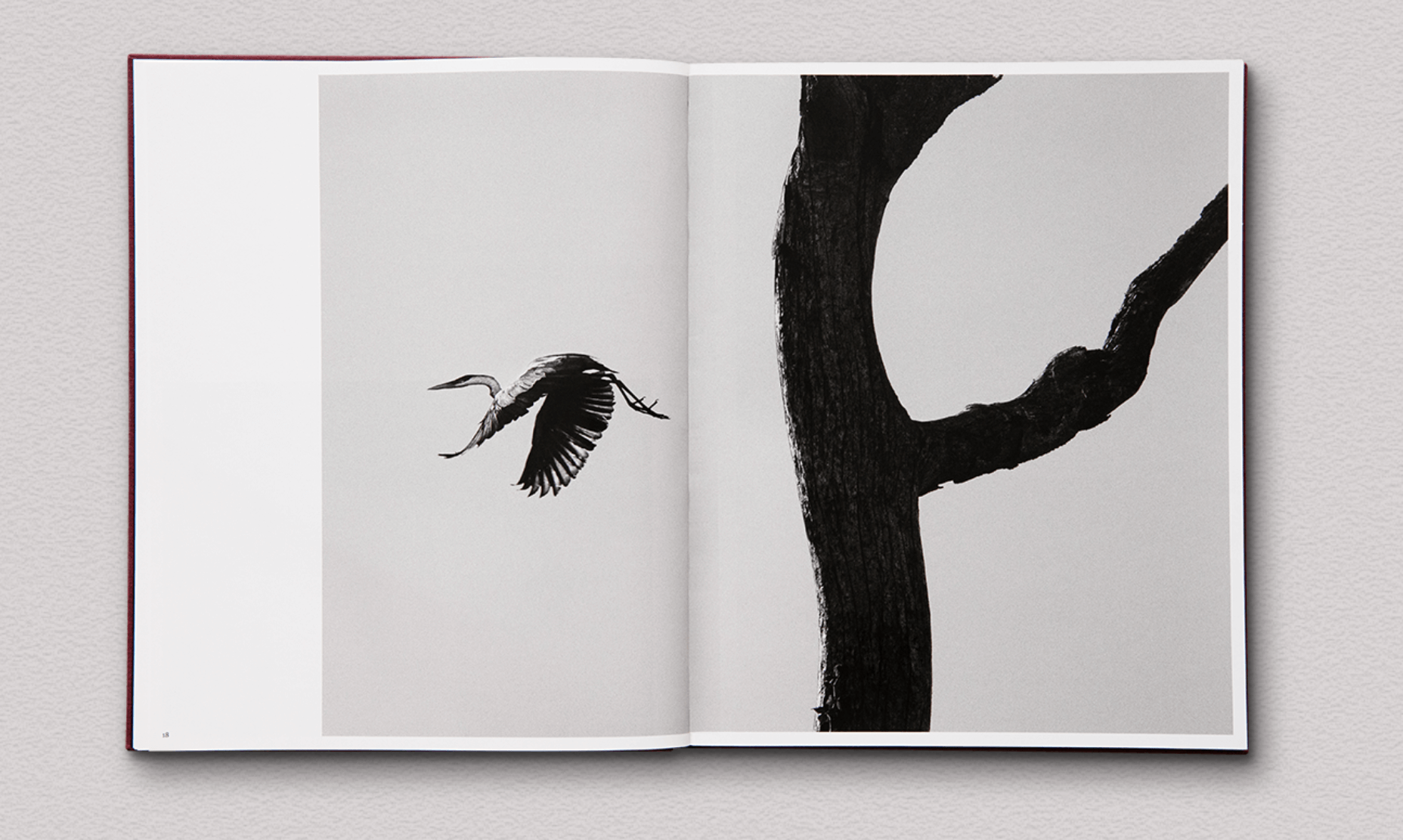 des-oiseaux-salgado-1