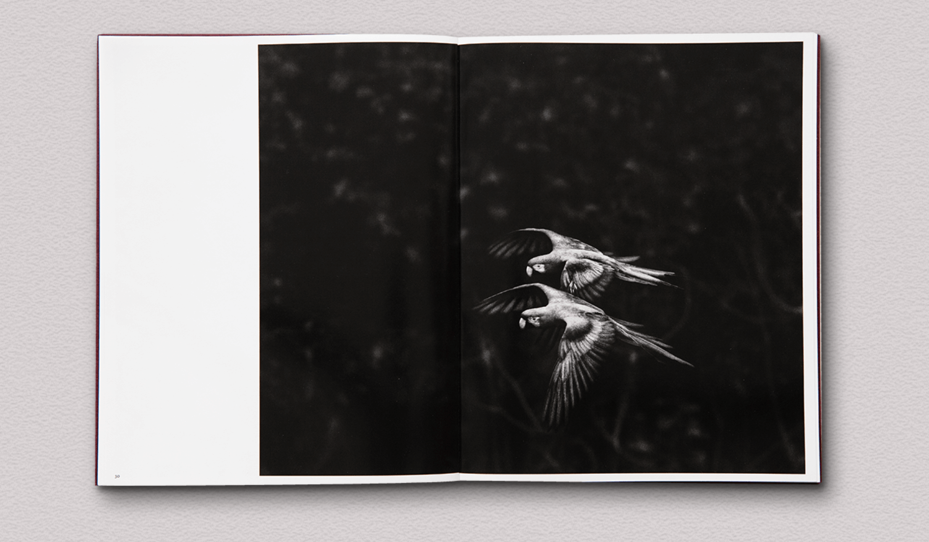 des-oiseaux-salgado-2