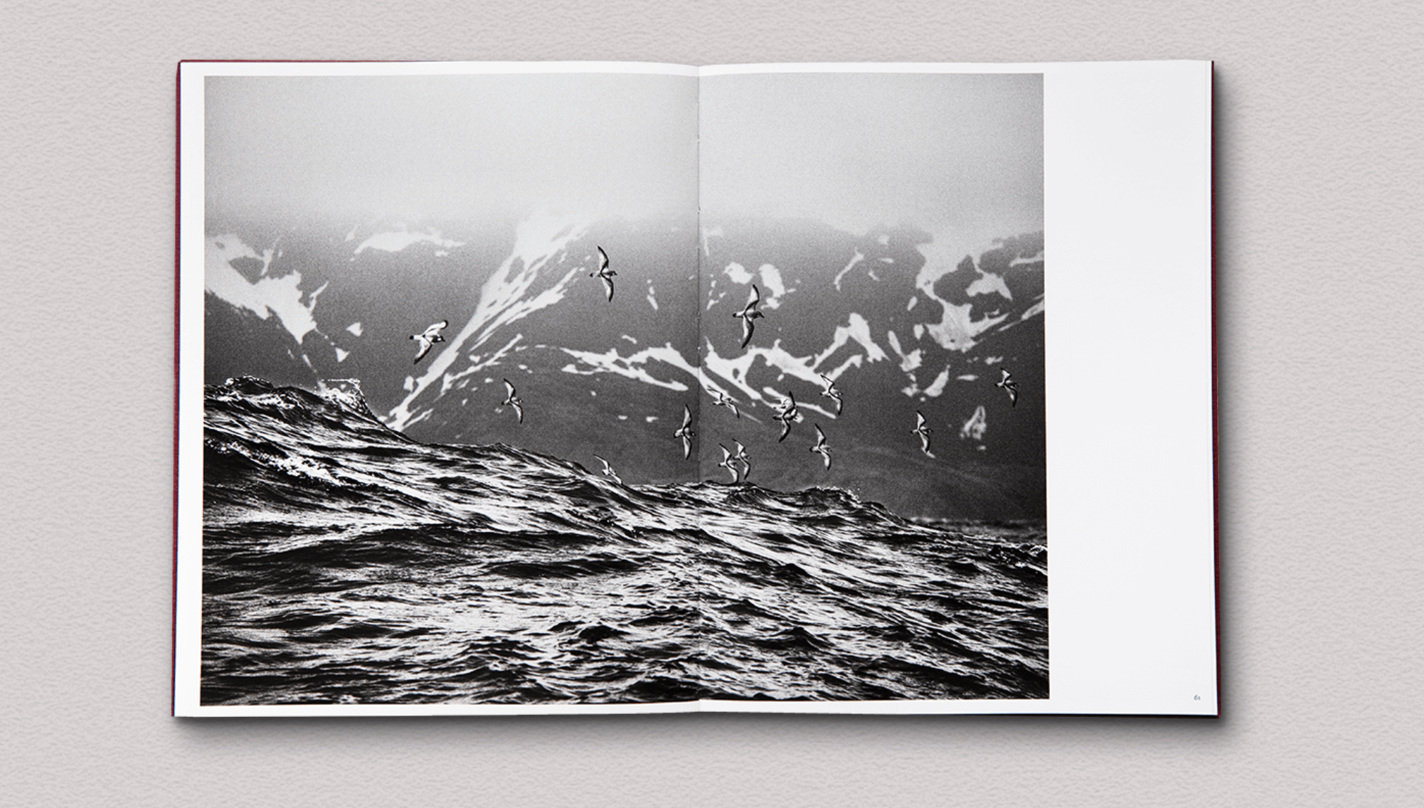 des-oiseaux-salgado-4