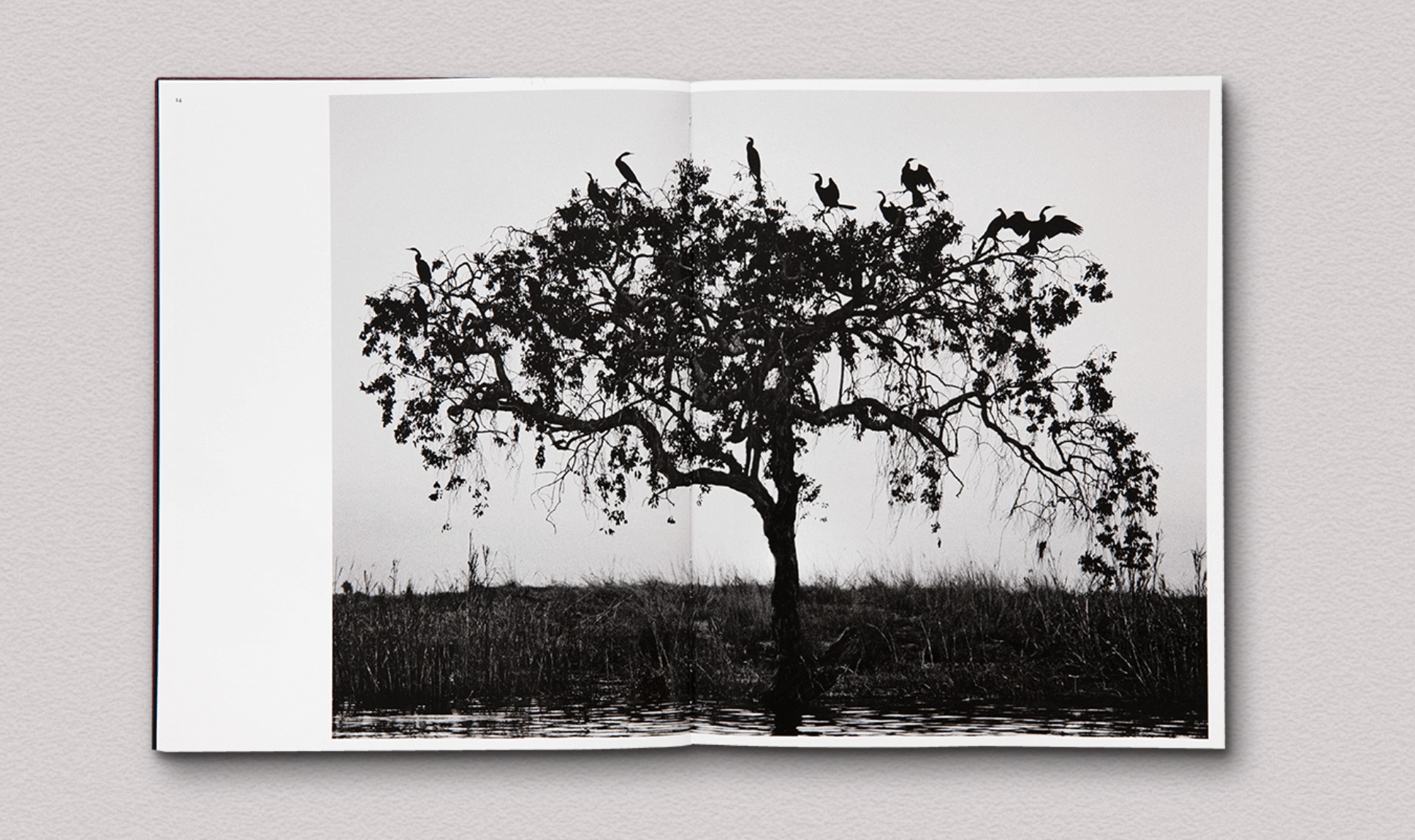 des-oiseaux-salgado-5